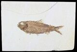 Knightia Fossil Fish - Wyoming #75869-1